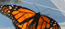 Monarch butterfly on net